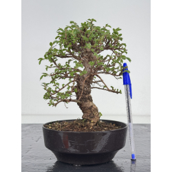 Zelkova nire I-7819