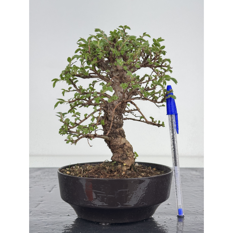 Zelkova nire I-7819