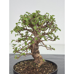 Zelkova nire I-7819 vista 2