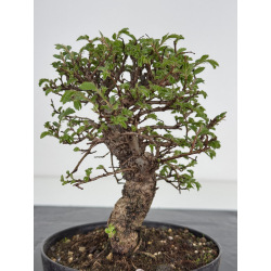 Zelkova nire I-7819 vista 3