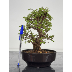 Zelkova nire I-7820