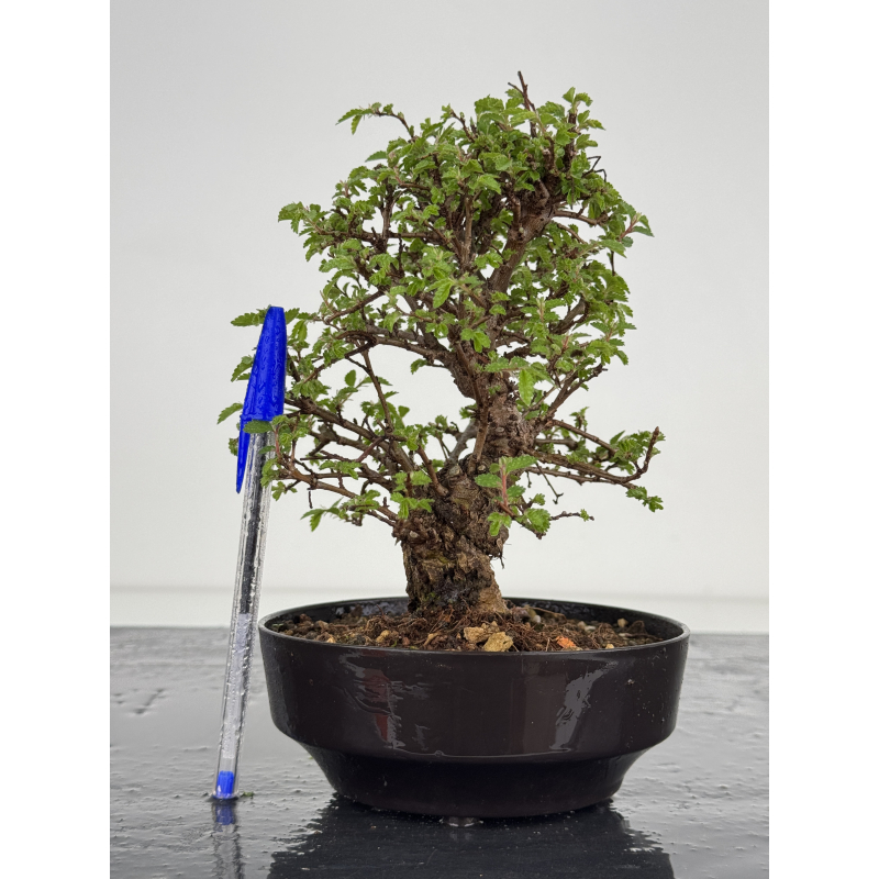 Zelkova nire I-7820