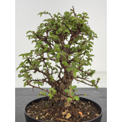 Zelkova nire I-7820 vista 2