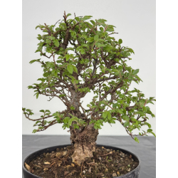 Zelkova nire I-7820 vista 3