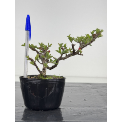Chaenomeles chojubai I-7822