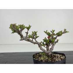 Chaenomeles chojubai I-7822 view 3