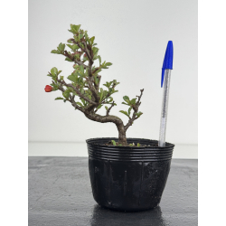 Chaenomeles chojubai I-7823