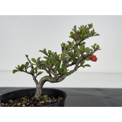 Chaenomeles chojubai I-7823 view 3