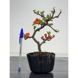 Chaenomeles chojubai I-7824