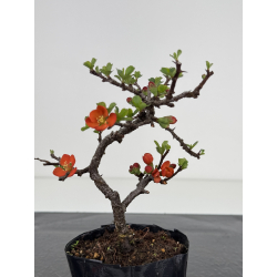 Chaenomeles chojubai I-7824 view 2
