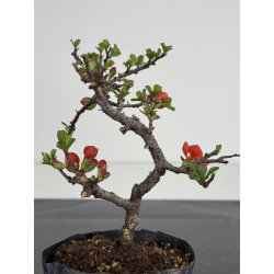 Chaenomeles chojubai I-7824 view 3