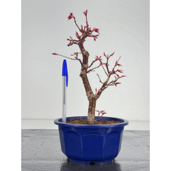Acer palmatum deshojo I-7825