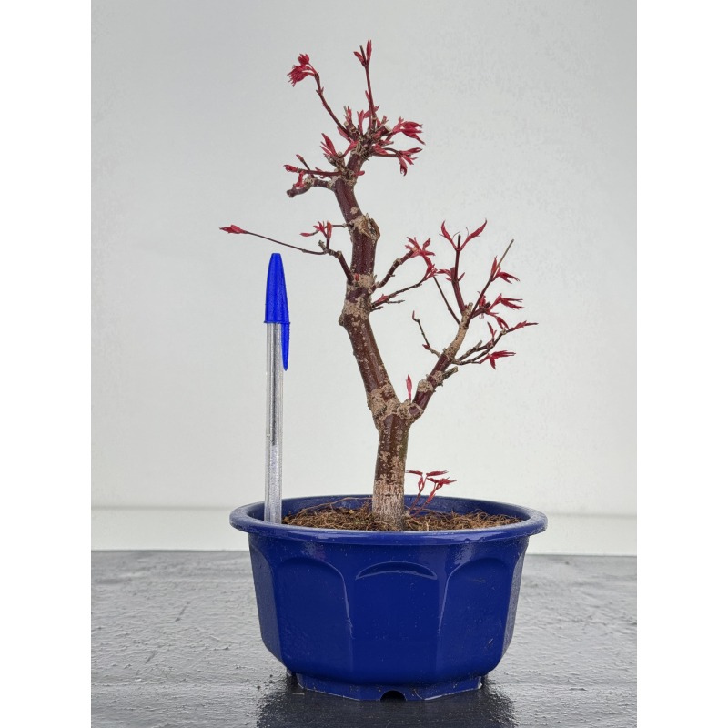Acer palmatum deshojo I-7825 Acer palmatum deshojo I-7825