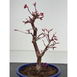 Acer palmatum deshojo I-7825 vista 2