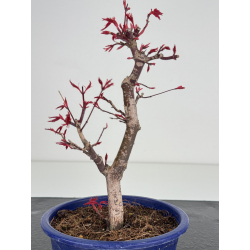 Acer palmatum deshojo I-7825 vista 3