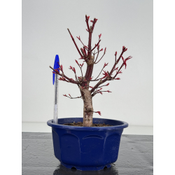 Acer palmatum deshojo I-7828