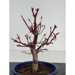 Acer palmatum deshojo I-7828 vista 2