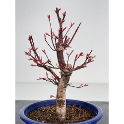 Acer palmatum deshojo I-7828 vista 3