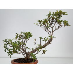 Azalea I-7829 vista 2