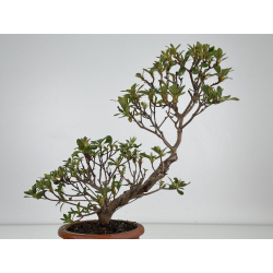 Azalea I-7829 vista 3