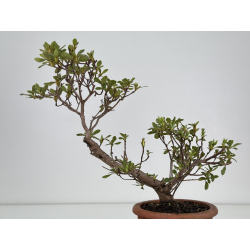 Azalea I-7829 vista 4