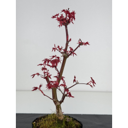 Acer palmatum deshojo I-7830 vista 2
