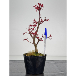 Acer palmatum deshojo I-7830