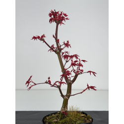 Acer palmatum deshojo I-7830 vista 3