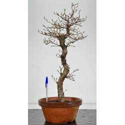 Carpinus coreana -carpe coreano- I-7837