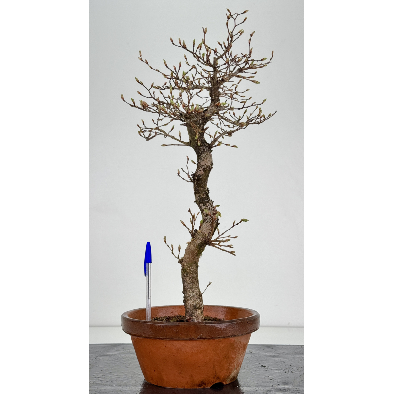 Carpinus coreana -carpe coreano- I-7837