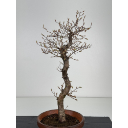 Carpinus coreana -carpe coreano- I-7837 vista 2