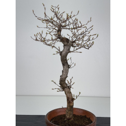 Carpinus coreana -carpe coreano- I-7837 vista 3