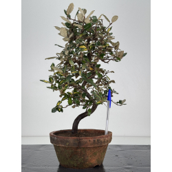 Elaeagnus pungens I-7838