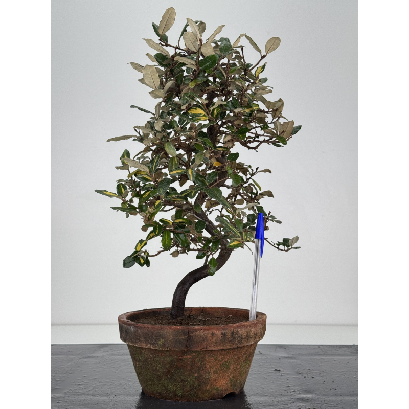 Elaeagnus pungens I-7838