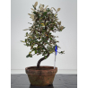Elaeagnus pungens I-7838