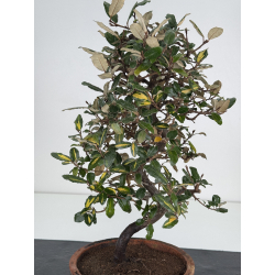 Elaeagnus pungens I-7838 vista 2