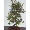 Elaeagnus pungens I-7838 vista 2