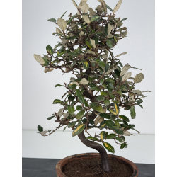 Elaeagnus pungens I-7838 vista 3