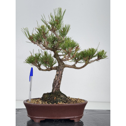 Pinus thunbergii -pino negro japonés- I-7840