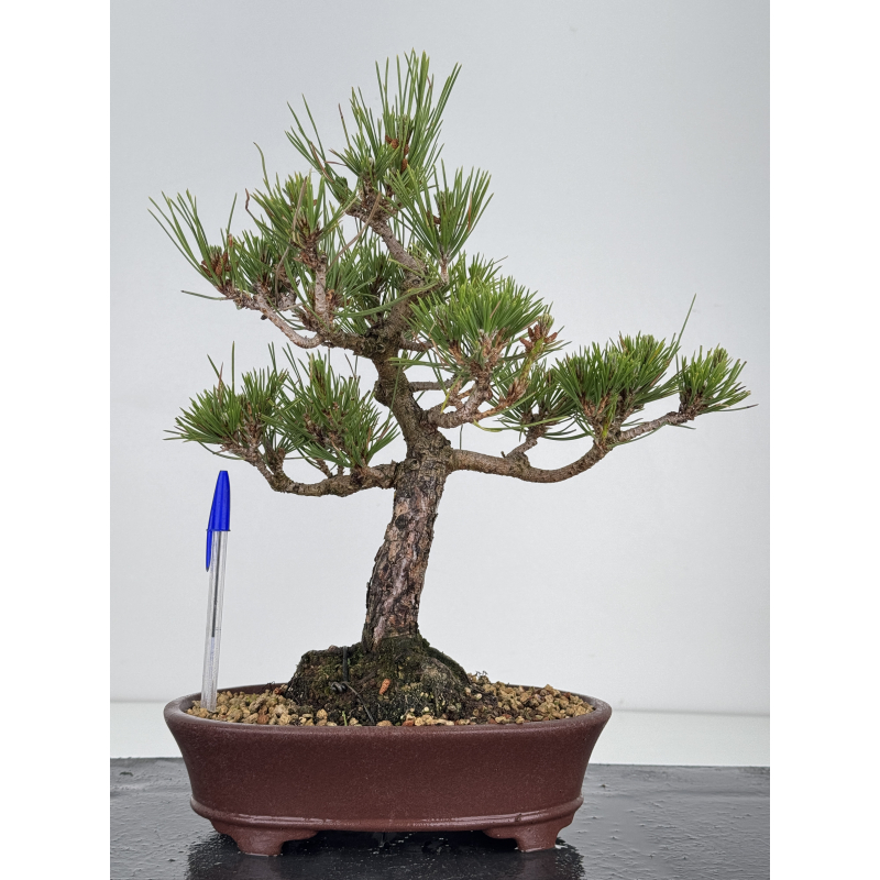 Pinus thunbergii -pino negro japonés- I-7840