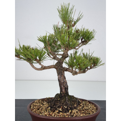Pinus thunbergii -pino negro japonés- I-7840 vista 3
