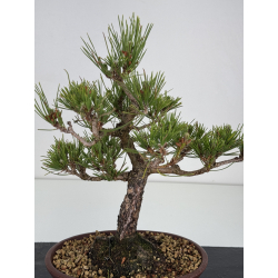 Pinus thunbergii -pino negro japonés- I-7840 vista 2