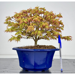 Acer palmatum kashima I-7844