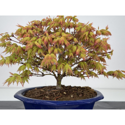 Acer palmatum kashima I-7844 vista 2