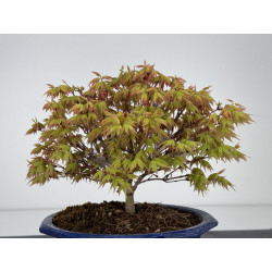 Acer palmatum kashima I-7844 vista 3
