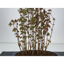 Acer buergerianum I-7843 vista 2