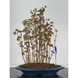 Acer buergerianum I-7843
