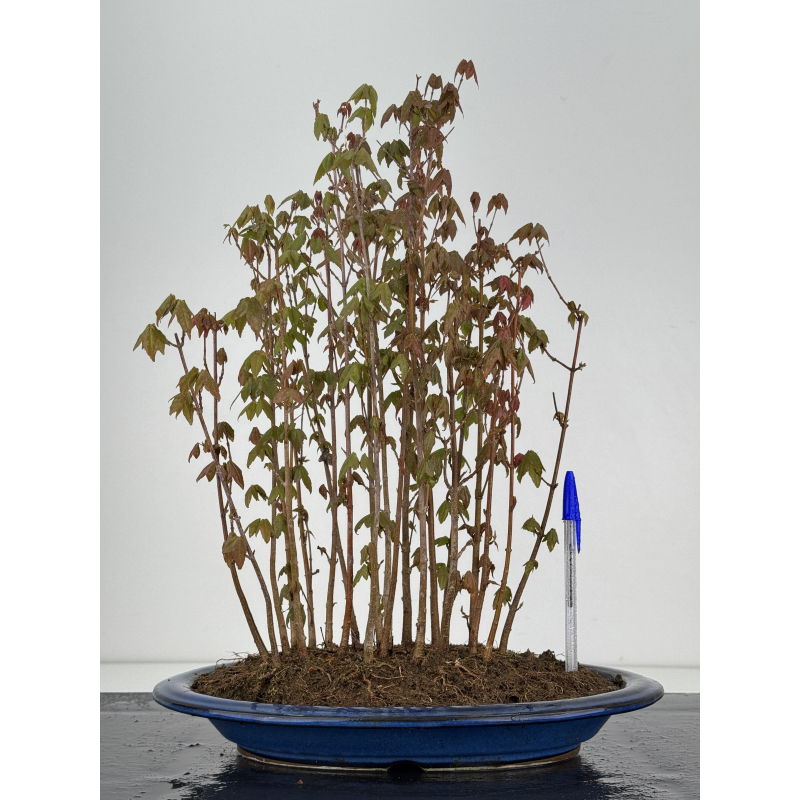 Acer buergerianum I-7843 Acer buergerianum I-7843