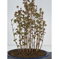 Acer buergerianum I-7843 vista 3