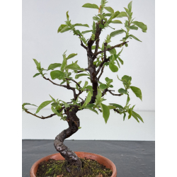 Pseudocydonia sinensis I-7842 vista 2